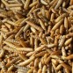 Nutriworms - Larve Zwarte Soldaatvlieg - 5 Liter