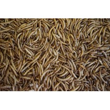 Meelwormen (30 Liter)(5KG)