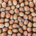Hazelnoten in dop - 5kg